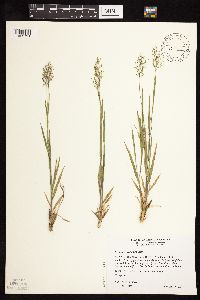 Dichanthelium wilcoxianum image