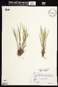 Dichanthelium wilcoxianum image