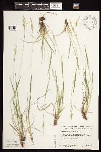 Dichanthelium perlongum image