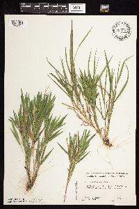 Dichanthelium commonsianum image