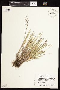 Dichanthelium wilcoxianum image