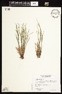 Dichanthelium wilcoxianum image