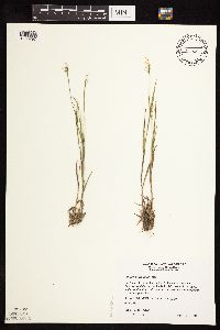 Dichanthelium wilcoxianum image