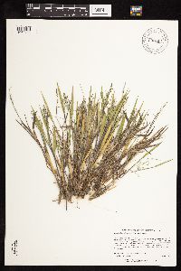 Dichanthelium wilcoxianum image