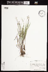 Dichanthelium wilcoxianum image