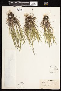 Dichanthelium wilcoxianum image