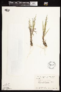 Dichanthelium wilcoxianum image