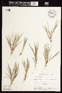 Dichanthelium wilcoxianum image