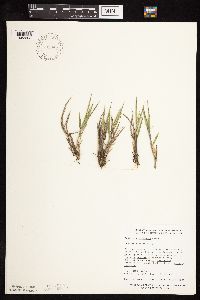 Dichanthelium wilcoxianum image