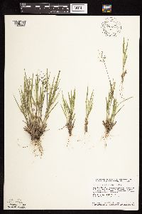 Dichanthelium wilcoxianum image