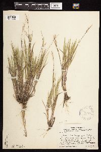 Dichanthelium wilcoxianum image