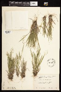 Dichanthelium wilcoxianum image