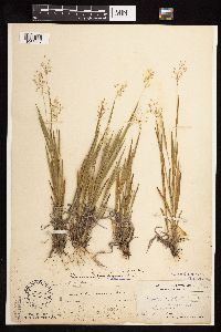 Dichanthelium wilcoxianum image