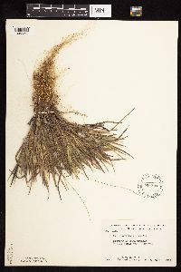 Dichanthelium wilcoxianum image