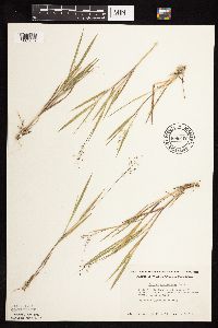 Dichanthelium wilcoxianum image