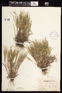 Dichanthelium wilcoxianum image