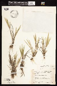 Dichanthelium wilcoxianum image