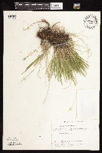 Dichanthelium wilcoxianum image