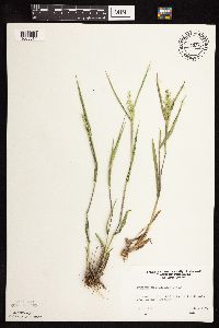 Dichanthelium wilcoxianum image