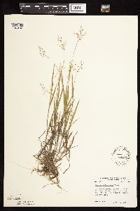 Dichanthelium wilcoxianum image