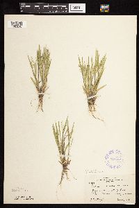 Dichanthelium wilcoxianum image