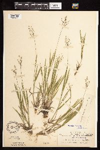 Dichanthelium wilcoxianum image