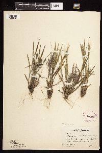 Dichanthelium wilcoxianum image