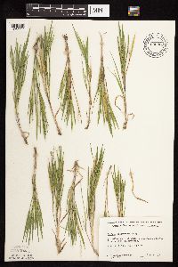 Dichanthelium wilcoxianum image