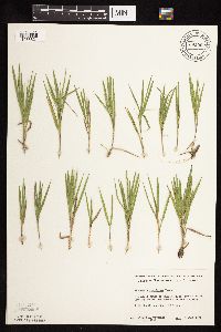 Dichanthelium wilcoxianum image