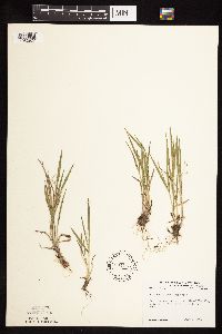 Dichanthelium wilcoxianum image