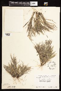 Dichanthelium wilcoxianum image