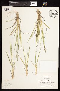 Dichanthelium perlongum image