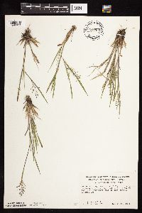 Dichanthelium wilcoxianum image