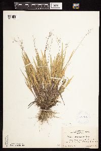 Dichanthelium wilcoxianum image