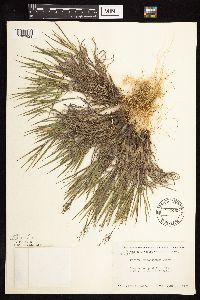 Dichanthelium wilcoxianum image