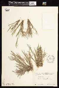 Dichanthelium wilcoxianum image