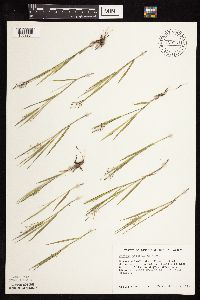 Dichanthelium wilcoxianum image