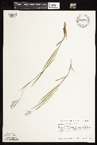 Dichanthelium wilcoxianum image