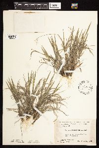 Dichanthelium wilcoxianum image