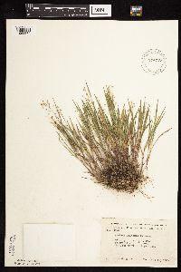 Dichanthelium wilcoxianum image