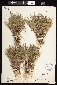 Dichanthelium wilcoxianum image