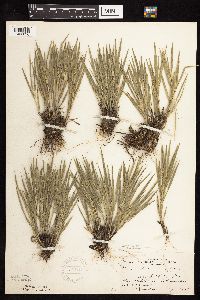 Dichanthelium wilcoxianum image