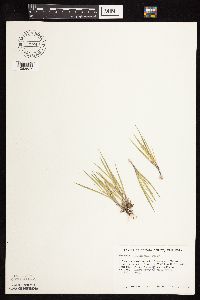 Dichanthelium wilcoxianum image