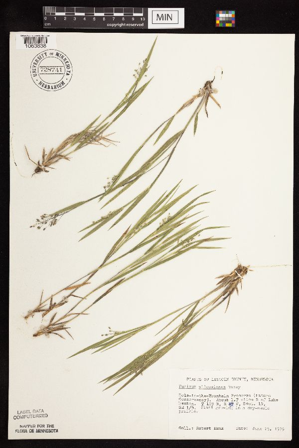 Dichanthelium wilcoxianum image