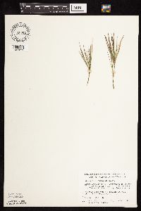 Dichanthelium wilcoxianum image