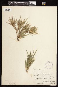 Dichanthelium wilcoxianum image