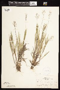 Dichanthelium wilcoxianum image