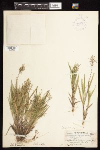 Dichanthelium wilcoxianum image