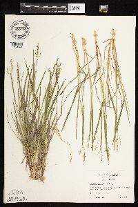 Dichanthelium perlongum image