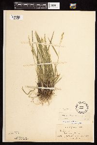 Dichanthelium perlongum image